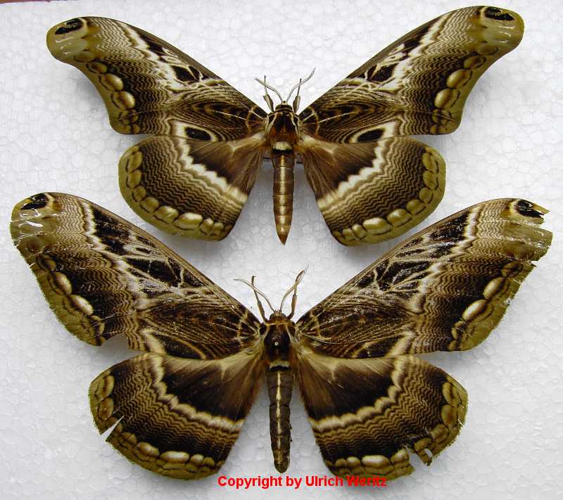 SATURNIIDAE World Homepage für den Saturniidenfreund